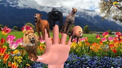Lion Finger Family Nursery Children 3d English Rhymes _ Animated Finger kids songs