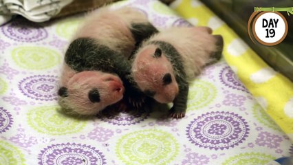 First 100 Days Of Toronto Zoo's Giant Panda Cubs