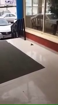 A bird revives his friend with CPR
