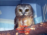Cute Saw Whet Owl Gets Petted! Cute Animal Videos!