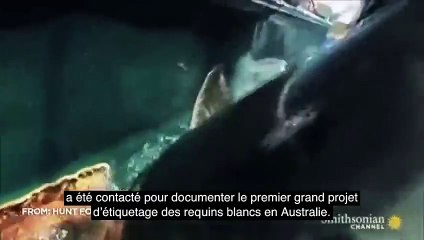 Un requin de 3 mètres se fait manger par un super-prédateur ! Mais de quel animal s'agit-il ?