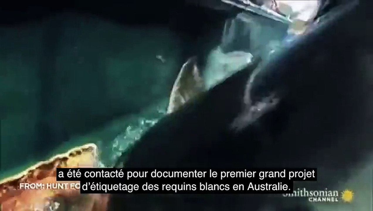 Un requin de 3 mètres se fait manger par un super-prédateur ! Mais de quel animal s'agit-il ?