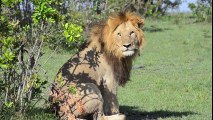 African animals- The Lion Mating, Wild animals