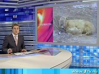 モスクワ動物園、ムルマと双子の赤ちゃん（2008年） (2)