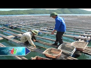 Hiệu quả từ mô hình tập huấn nuôi trồng thủy sản | HDTV