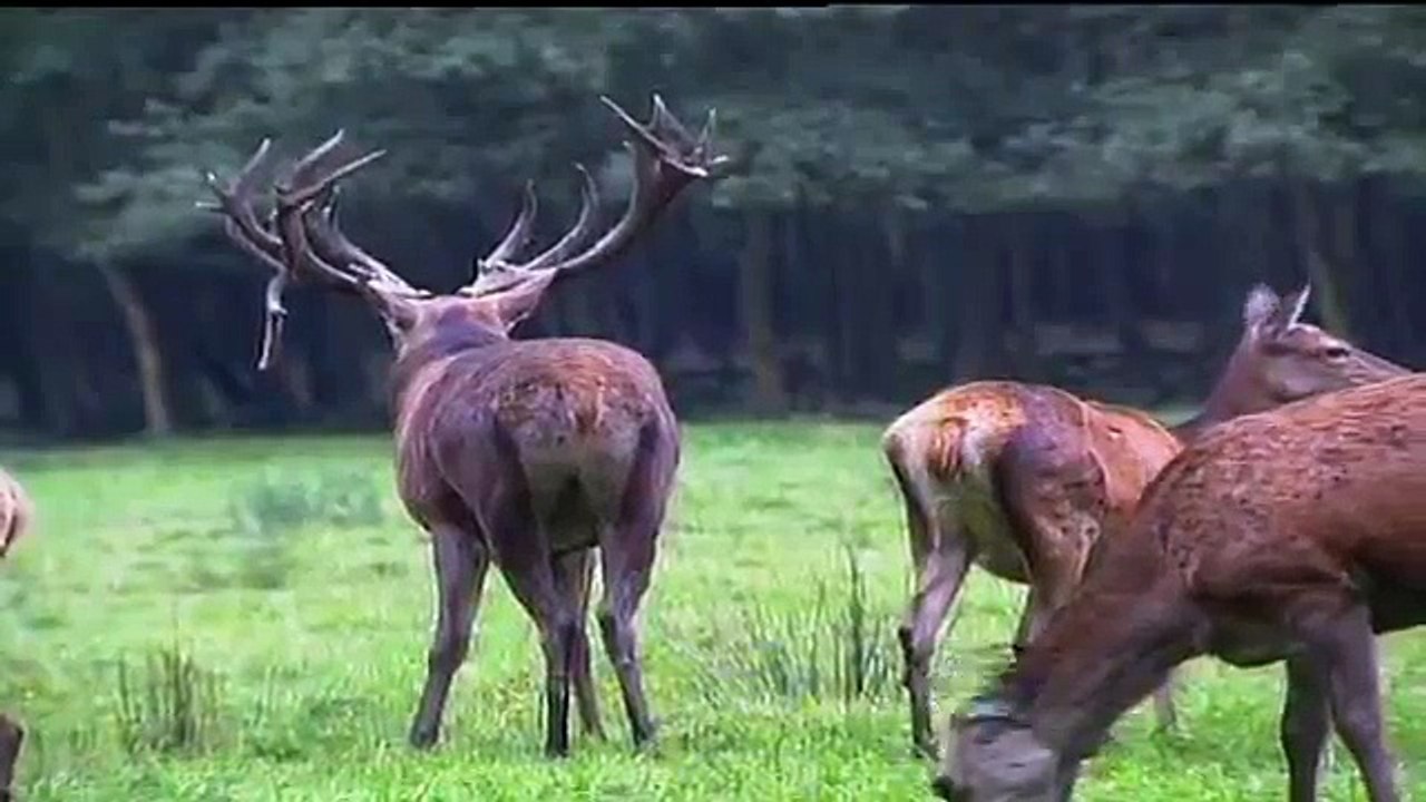 11.10.12 Brunftzeit: Es röhrt jetzt laut im heimischen Wald