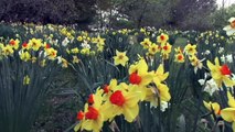 Daffodils