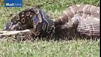 Dévoré Anaconda: Python Gorges De Lui-Même Sur LEnsemble DUn Bébé Antilope Impala - 2016