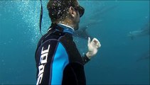 Plongée dauphins maurice