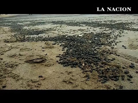 Playa llena de escarabajos causó furor en las redes sociales