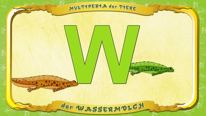 Entdecke den Wassermolch 🦎 – Multipedia der Tiere, Buchstabe W