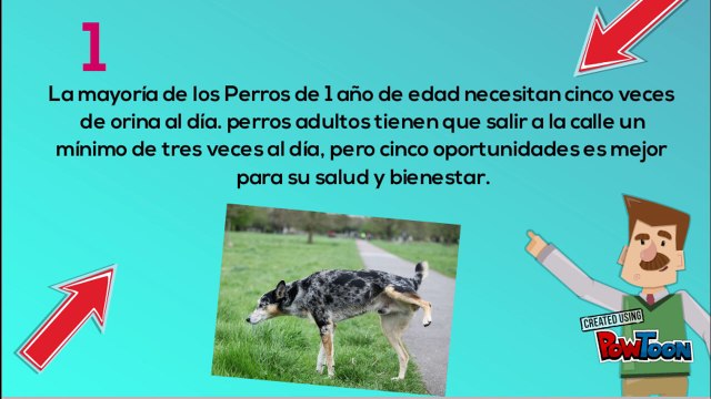 Cuantas veces tengo que sacar a mi perro a orinar