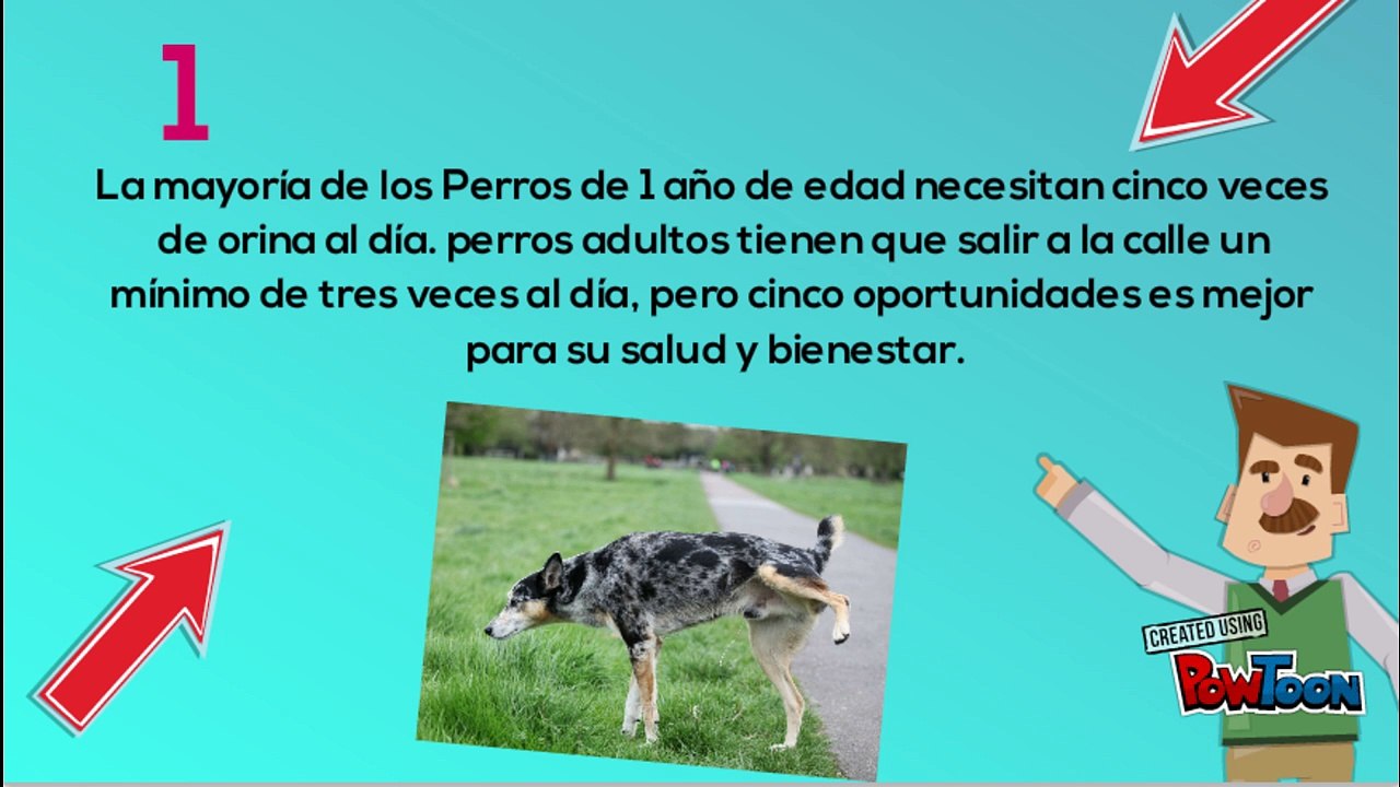 Cuantas veces tengo que sacar a mi perro a orinar