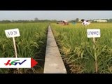 ĐBSCL nhân rộng giống lúa chịu mặn thích ứng biến đổi khí hậu | HGTV