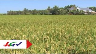 Hiệu quả từ mô hình trồng lúa cải tiến SRI | HGTV