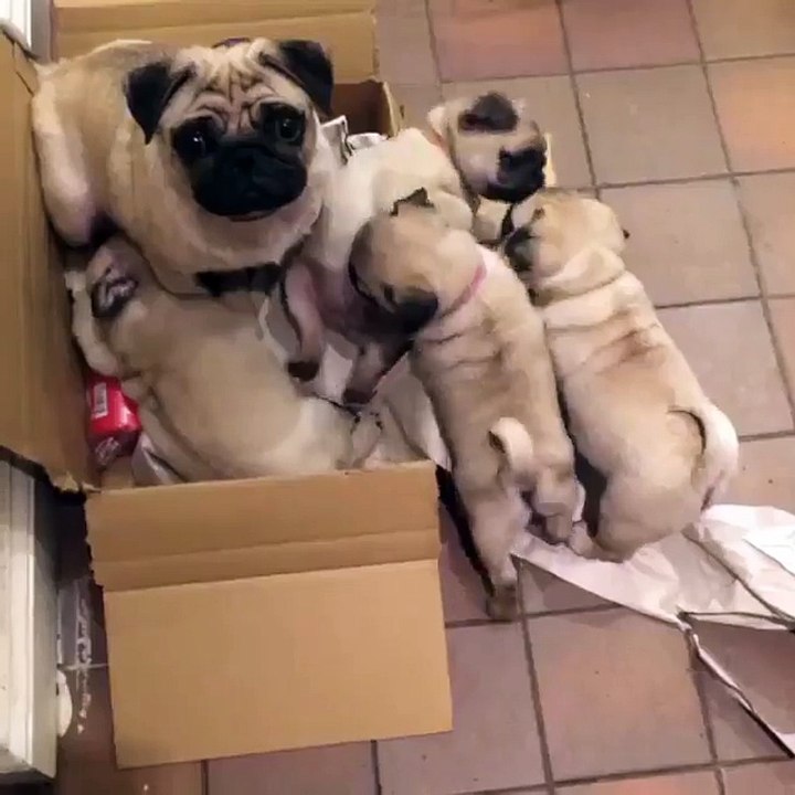 This Pug has just realized she's made a huge mistake...