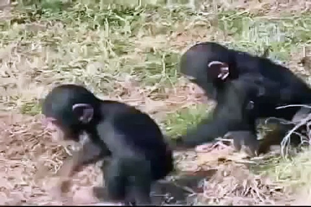 Monos graciosos Videos Chistosos Funny monckeys Funny videos
