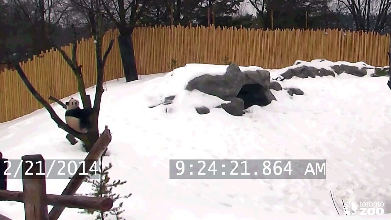 Toronto Zoo Giant Panda Da Mao Plays in the Snow
