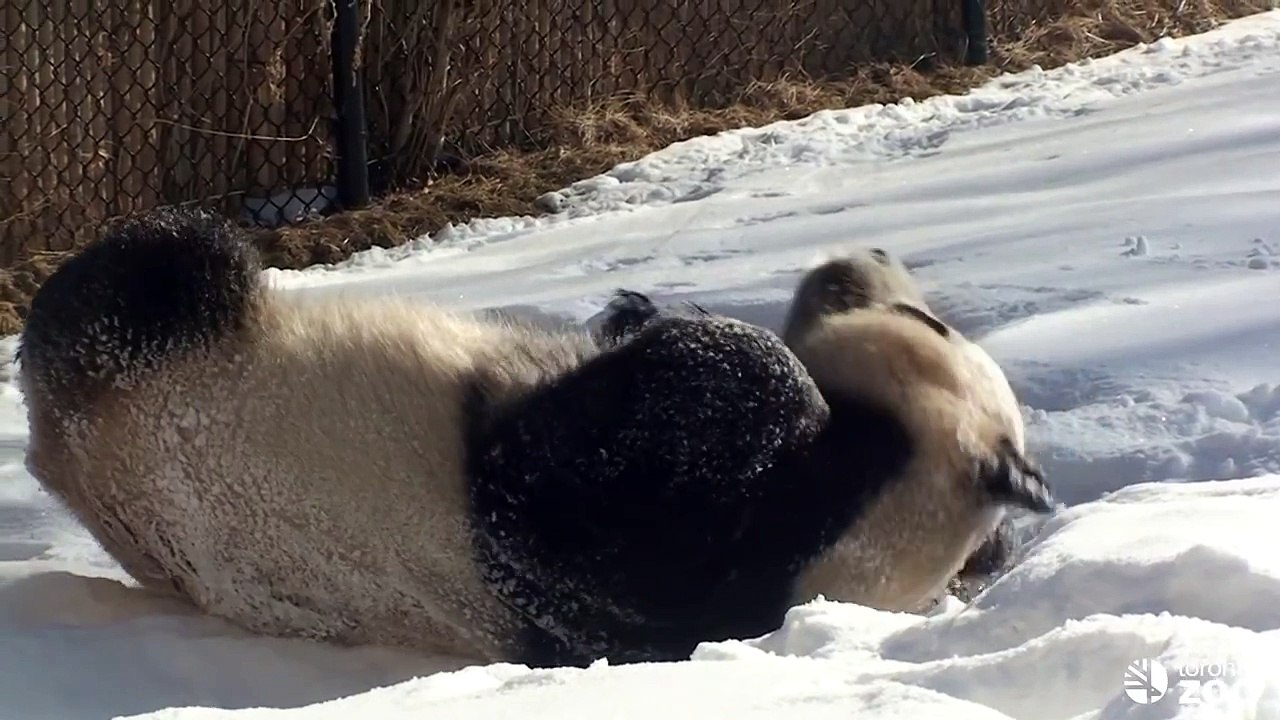 Toronto Zoo Giant Panda Loves The Snow