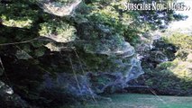 Gigantic Spider Web Blanket Invades Rowlett, Texas || Stuff Of Nightmares || MrHairyBrit