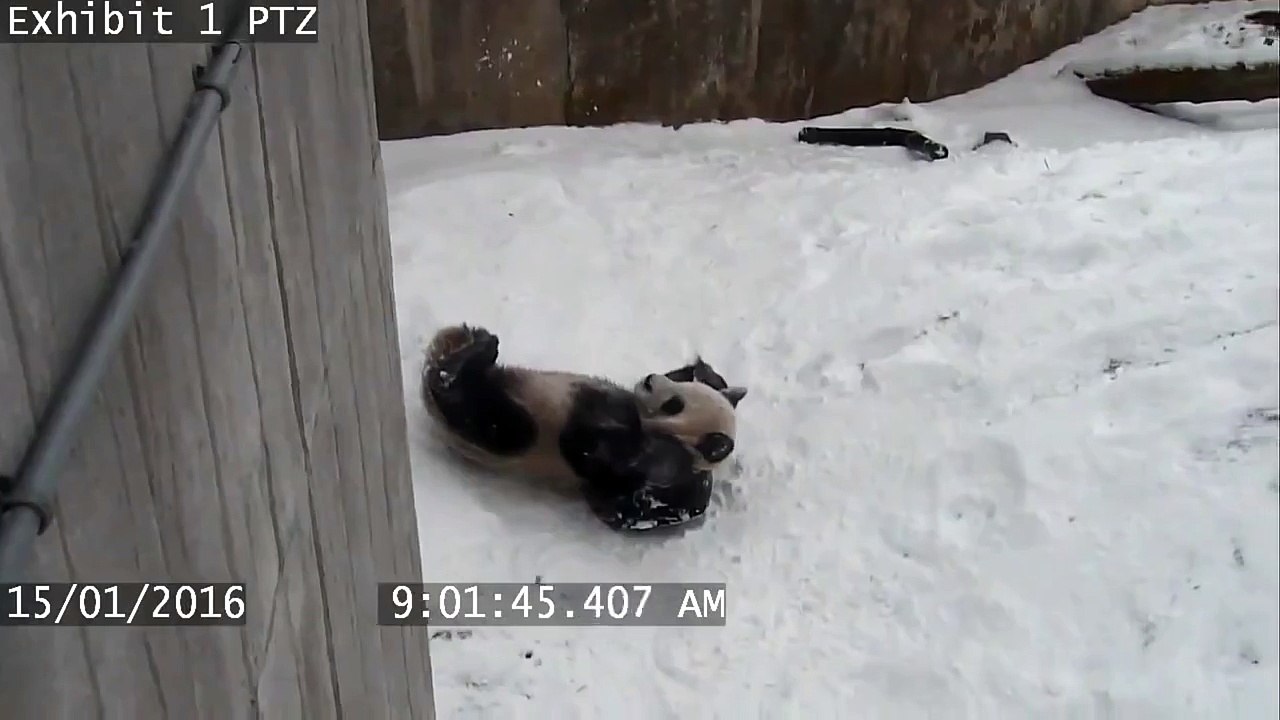 Toronto Zoo's Playful Panda In The Snow