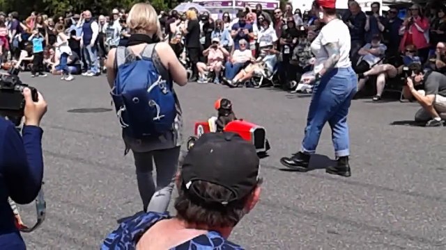 Pug driving racing car!