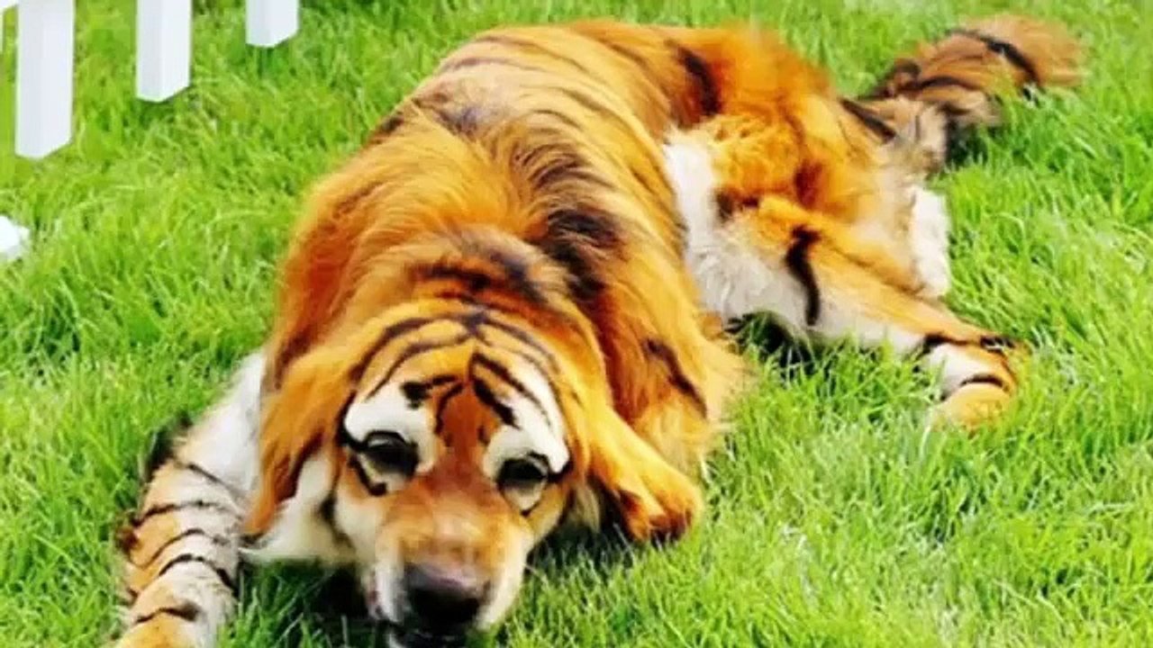 20 Shocking Facts About China 2016 (FULL HD)