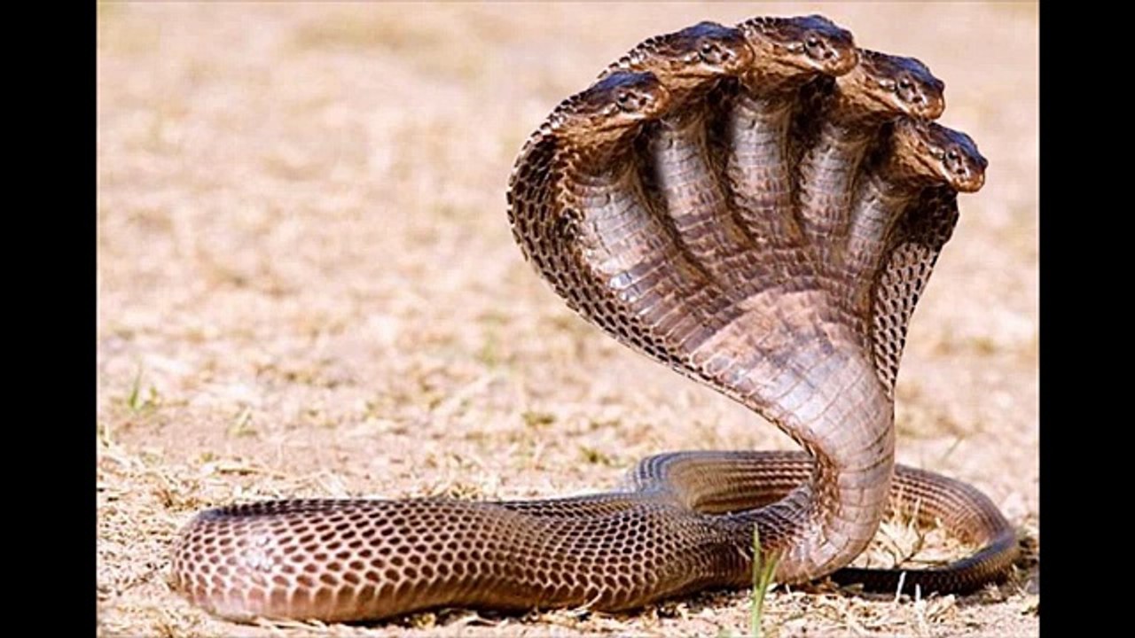 The Proof of Five Headed Snake