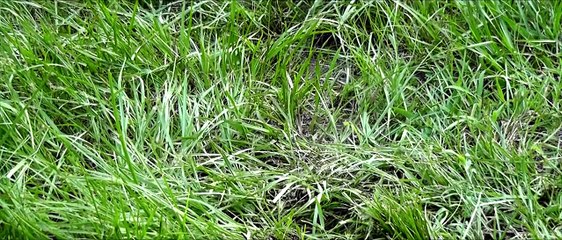 The Passion of Io - Dota 2 Short Film Contest