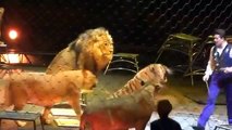 Crazy Lion and Tiger Tamer  Circus 2016