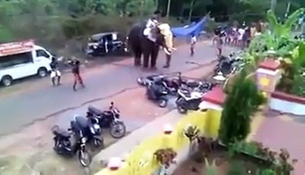 Fora de controle, elefante destrói veículos, assusta e quase mata pessoas na India