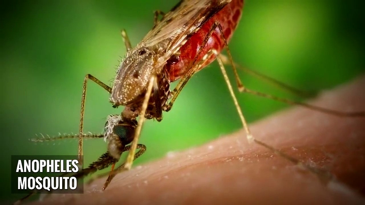 10 Deadliest Bugs In The World (2)