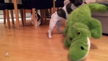 Pixel the French Bulldog wrestles an alligator