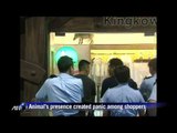 Wild boar in Hong Kong shopping mall