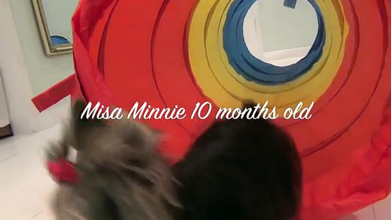 Worlds Smartest Puppy