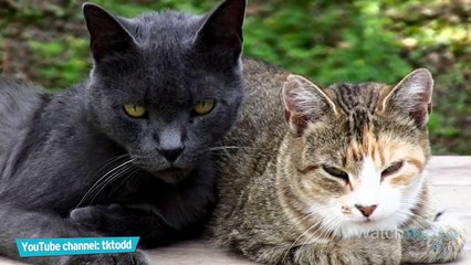 Top 5 Paw-sitive Facts About Cats