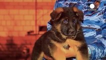 Polizeihund Diesel wird ersetzt: Russischer Welpe soll künftig Terroristen jagen
