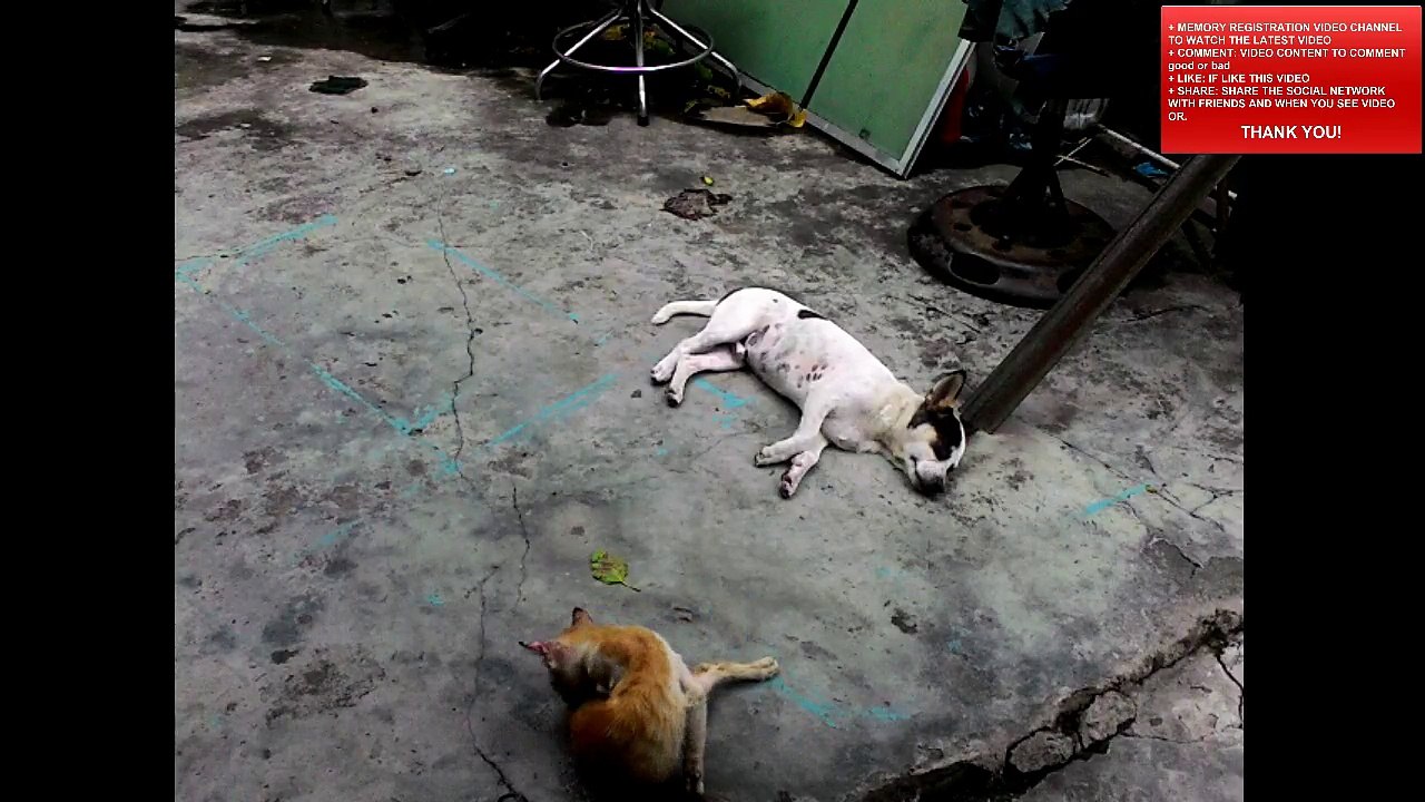 cat and dog 2015-09-21_101222907