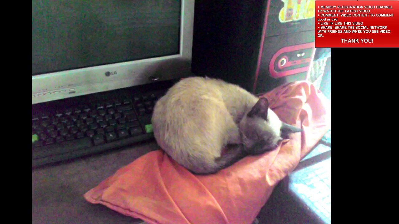 CAT SLEEP 2015-09-23_073837633