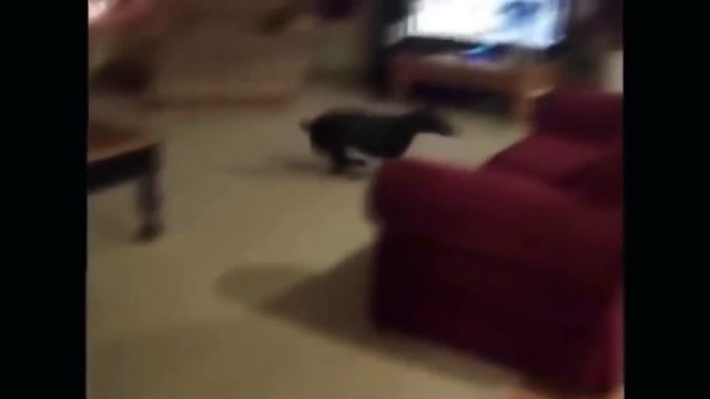 Ржачное видео, собака собирается на дачу, супер прикол