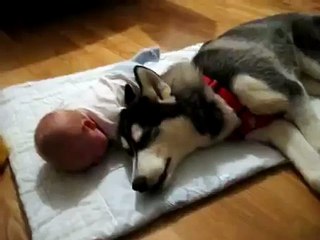 Заботливая Хаски плачет вместе с малышом