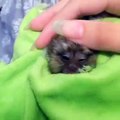 Sleepy Baby Monkey Wrapped in Blanket | Monkey Talk