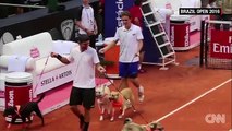 Des chiens ramasseurs de balles pendant un tournoi de tennis