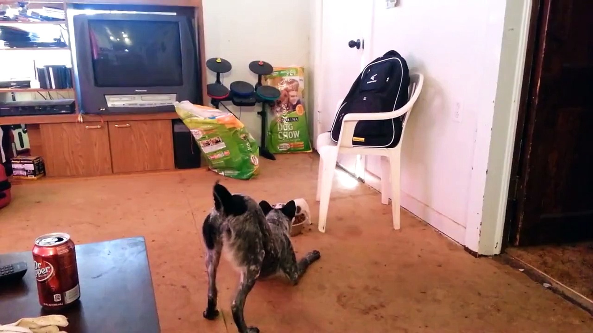 funny dog | dog fighting with litle dog