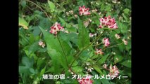 アマダ東京懐音楽集 (4)