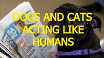 Cats and dogs acting like humans - Cute animal compilation