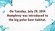 Humphrey Explores the Big Polar Bear Habitat