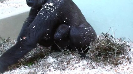 Toronto Zoo baby gorilla is becoming independent!