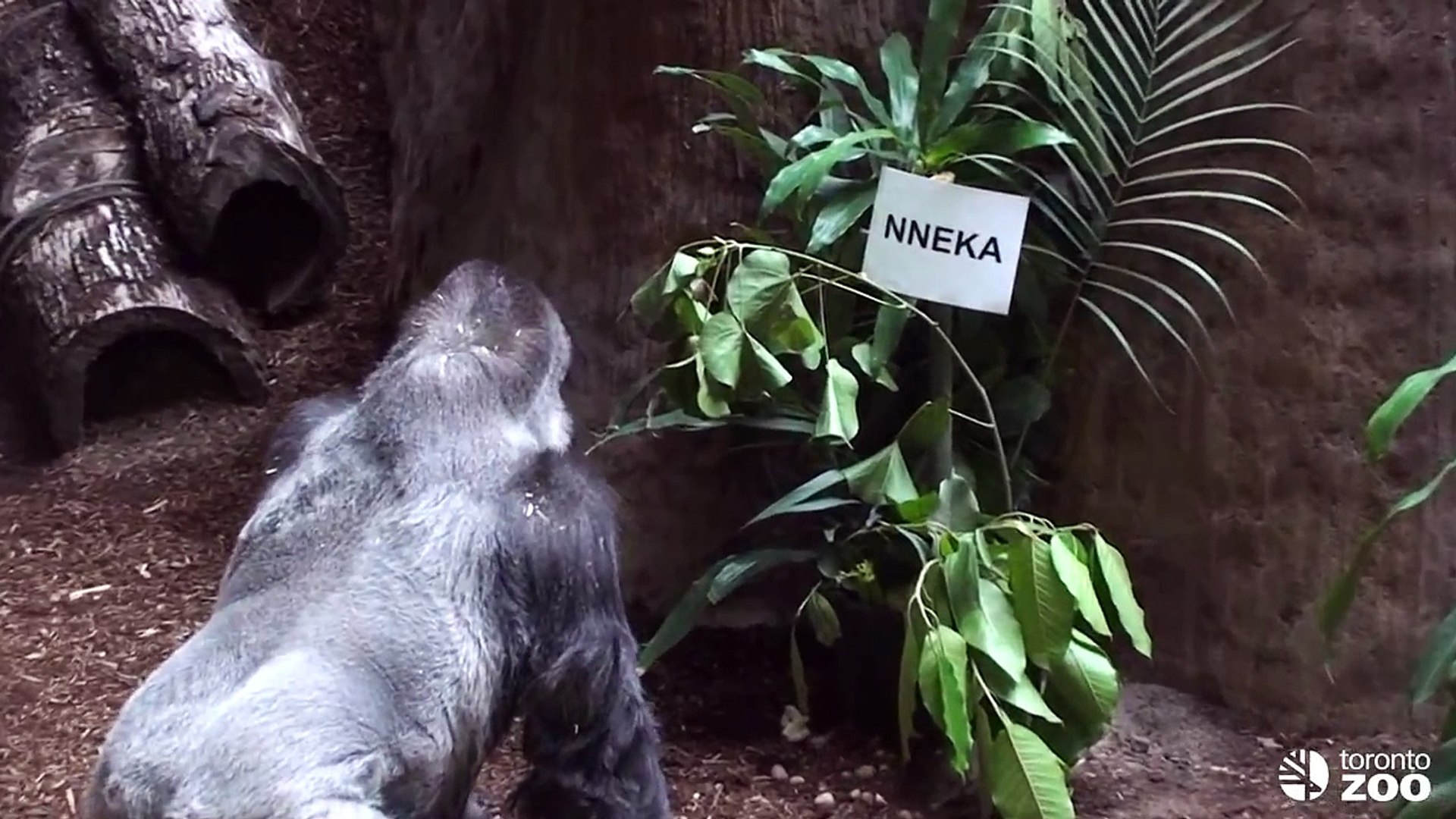 ⁣Toronto Zoo Baby Gorilla Naming