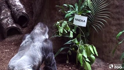Toronto Zoo Baby Gorilla Naming